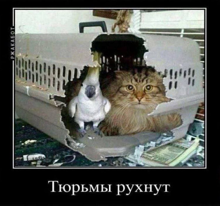 Свобода